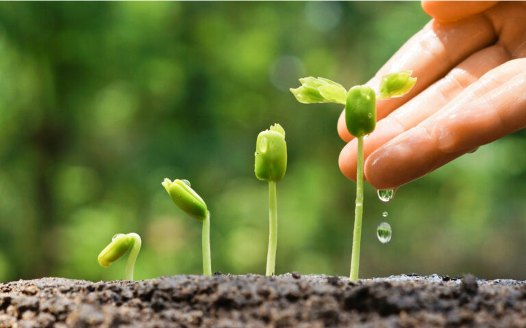 marc scheff coaching, a hand holding a green leafy sprout